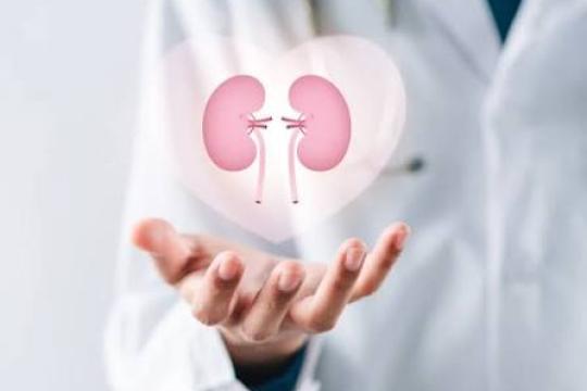 عملکرد کلیه چیست؟ آزمایش‌های بررسی کلیه، کراتینین و میزان تصفیه گلومرولی